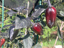 Load image into Gallery viewer, Naraka (VSRP Poblano) (Pepper Seeds)