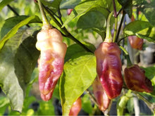 Load image into Gallery viewer, PJ White Ice Cream (Pepper Seeds)