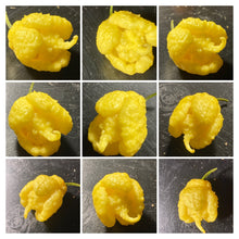 Load image into Gallery viewer, “Creamo” BOC X Primo (Cream) Pepper Seeds