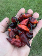 Load image into Gallery viewer, PJ Molten Ice (Pepper Seeds)