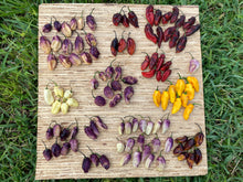 Load image into Gallery viewer, School Bus Karen (Pepper Seeds)