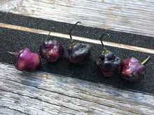 Load image into Gallery viewer, Roxa Lantern (T-E Mix)(Pepper Seeds)