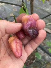 Load image into Gallery viewer, PJ Peach’z & Cream’z Mix (Pepper Seeds)