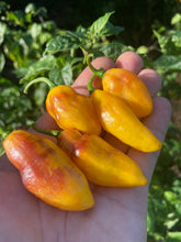 Load image into Gallery viewer, School Bus Karen (Pepper Seeds)