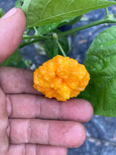 Load image into Gallery viewer, Scotch Brains (Pepper Seeds)