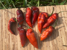 Load image into Gallery viewer, PJ Red OG (Pepper Seeds)