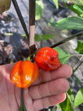 Load image into Gallery viewer, Purple Reaper (Pepper Seeds)