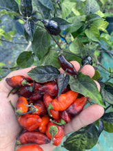 Load image into Gallery viewer, PJ Molten Ice (Pepper Seeds)