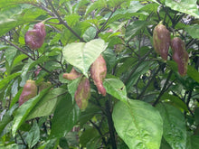 Load image into Gallery viewer, PJ Redlight (Pepper Seeds) (Pimenta Jolokia)