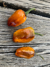 Load image into Gallery viewer, Cibola (VSRP Poblano) (Pepper Seeds)