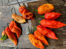 Load image into Gallery viewer, Primo Noir (Blushed) (Pepper Seeds)