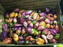 Load image into Gallery viewer, Taj Mahal Pink Minion (Pepper Seeds)