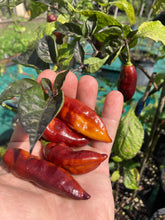 Load image into Gallery viewer, Serenade Horizon (Pepper Seeds)