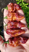 Load image into Gallery viewer, PJ Peach’z & Cream’z Mix (Pepper Seeds)