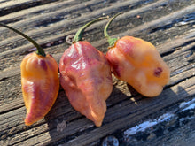 Load image into Gallery viewer, PJ Pink Ice (Pepper Seeds)