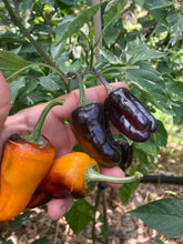 Load image into Gallery viewer, Nibiru (VSRP Poblano) (Pepper Seeds)