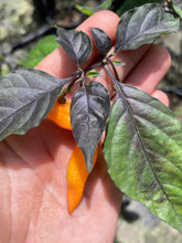 Load image into Gallery viewer, PJ Smooth Orange (Pepper Seeds)(Pimenta Jolokia)