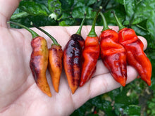 Load image into Gallery viewer, PJ Red OG (Pepper Seeds)