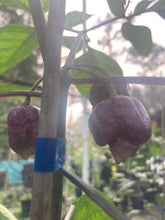 Load image into Gallery viewer, Purple Reaper (Pepper Seeds)