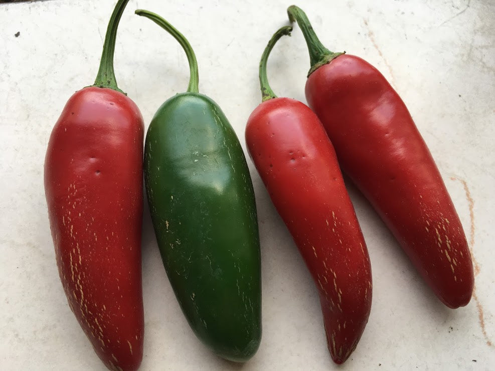 mild jalapeno plants Jalapeno (Mild)(Pepper Seeds) – Towns-End Chili & Spice