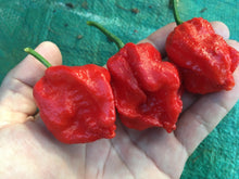 Load image into Gallery viewer, 7 Pot Julian (Pepper Seeds)