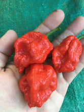 Load image into Gallery viewer, 7 Pot Julian (Pepper Seeds)