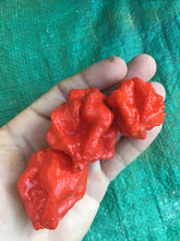 Load image into Gallery viewer, 7 Pot Julian (Pepper Seeds)