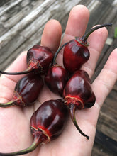 Load image into Gallery viewer, M.A.M.P. Bubblegum Black (Pepper Seeds)
