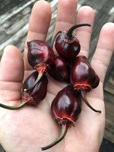 Load image into Gallery viewer, M.A.M.P. Bubblegum Black (Pepper Seeds)