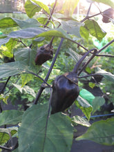 Load image into Gallery viewer, M.A.M.P. Bubblegum Black (Pepper Seeds)