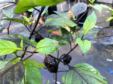 Load image into Gallery viewer, M.A.M.P. Bubblegum Black (Pepper Seeds)