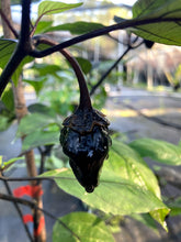 Load image into Gallery viewer, M.A.M.P. Bubblegum Black (Pepper Seeds)
