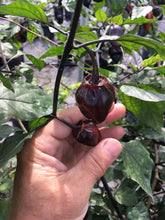 Load image into Gallery viewer, M.A.M.P. Bubblegum Black (Pepper Seeds)