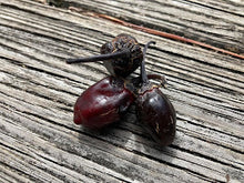 Load image into Gallery viewer, M.A.M.P. Bubblegum Black (Pepper Seeds)