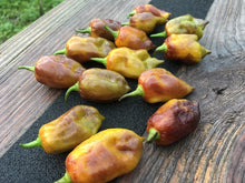 Load image into Gallery viewer, Taj Mahal "Minion Army Mix" (Pepper Seeds)