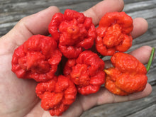 Load image into Gallery viewer, Trinidad Moruga Scorpion (Blend) (Pepper Seeds)