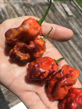 Load image into Gallery viewer, Purple BhutWrecker (Pepper Seeds)