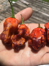 Load image into Gallery viewer, Purple BhutWrecker (Pepper Seeds)