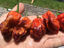 Load image into Gallery viewer, Purple BhutWrecker (Pepper Seeds)