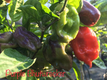 Load image into Gallery viewer, Purple BhutWrecker (Pepper Seeds)