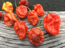 Load image into Gallery viewer, Purple BhutWrecker (Pepper Seeds)