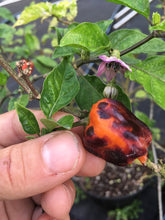 Load image into Gallery viewer, Purple BhutWrecker (Pepper Seeds)