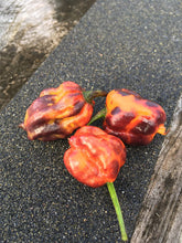 Load image into Gallery viewer, Purple BhutWrecker (Pepper Seeds)