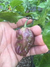 Load image into Gallery viewer, Purple BhutWrecker (Pepper Seeds)