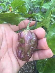 Purple BhutWrecker (Pepper Seeds)