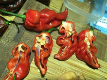 Load image into Gallery viewer, Purple BhutWrecker (Pepper Seeds)