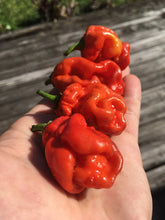Load image into Gallery viewer, Purple BhutWrecker (Pepper Seeds)