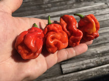 Load image into Gallery viewer, Purple BhutWrecker (Pepper Seeds)