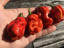 Load image into Gallery viewer, Purple BhutWrecker (Pepper Seeds)