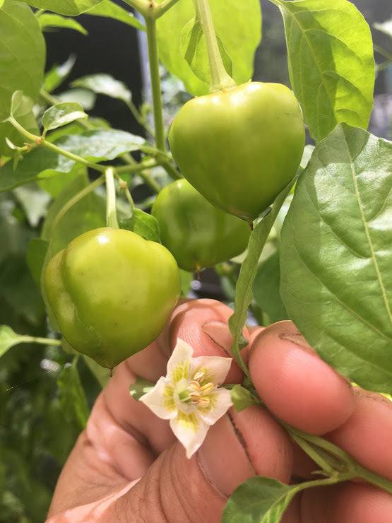 peppadew plants Malawi Sweet Piquante (Pepper Seeds)